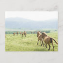 Search for horse runs postcards Nature