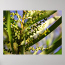 Search for botanica posters Green