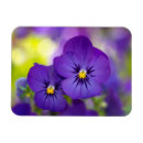 Search for viola magnets Pansy