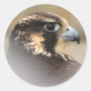 Search for peregrine stickers Bird of prey
