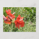 Search for lilie postcards Red
