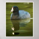 Search for coots Wildlife photography