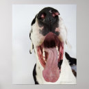 Search for harlequin great dane art Vertical