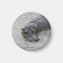 Search for hippos photography Africa
