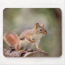 Search for red squirrel mousepads Animal
