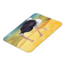 Search for ostrich magnets Bird