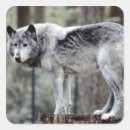 Search for grey wolf stickers Canine