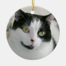 Search for black felines photography Cats
