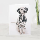 Search for front view cards Animal