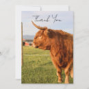 Search for cow cards Highland