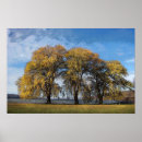 Search for willow posters Nature
