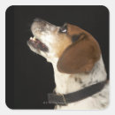 Search for black dog stickers Animals