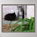Search for feral posters Kitten
