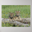 Search for wolf pictures posters Wolves