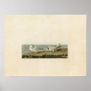Search for plover posters Audubon