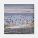Search for flamingo magnets Photography