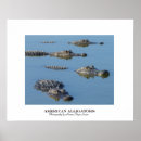 Search for alligators posters Reptiles