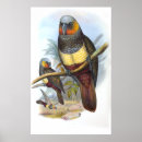 Search for vintage parrot posters Feathers