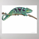 Search for panther chameleon posters Wildlife