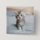 Search for coon badges Maine coon cat