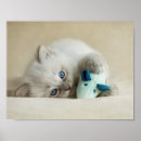 Search for ragdoll posters Blue