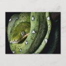 Search for constrictor postcards Animal