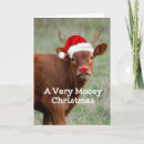 Search for mooey christmas cards Cow