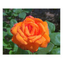 Search for tea rose posters Hybrid