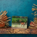 Search for danita delimont plaques Bull