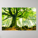 Search for wood wall posters Woodland