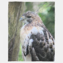 Search for tailed hawk Avian