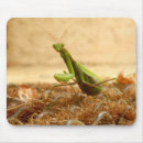 Search for praying mantis electronics Animal