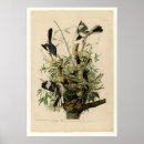 Search for mockingbird art posters Birds of america
