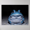 Search for toad Blue