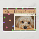 Search for new puppy announcement postcards Dog