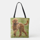 Search for toy poodle accessories Puppies