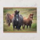 Search for mustangs horizontal postcards Nature