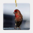 Search for male christmas tree decorations Nature