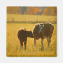 Search for pasture magnets Graze