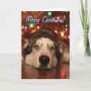 Search for husky christmas cards Puppy