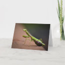 Search for mantis cards Photography
