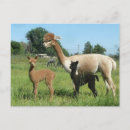 Search for alpaca postcards Animal