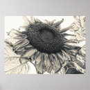 Search for vintage botanical sunflower posters Floral