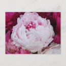 Search for fuschia postcards Pink