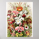 Search for orchid posters Ernst haeckel