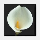Search for lillies magnets Lilly