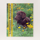 Search for chocolate lab puzzles Retriever