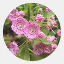 Search for mountain laurel flower stickers Nature
