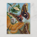 Search for vintage butterfly postcards Insect