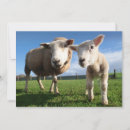 Search for lambs cards Livestock